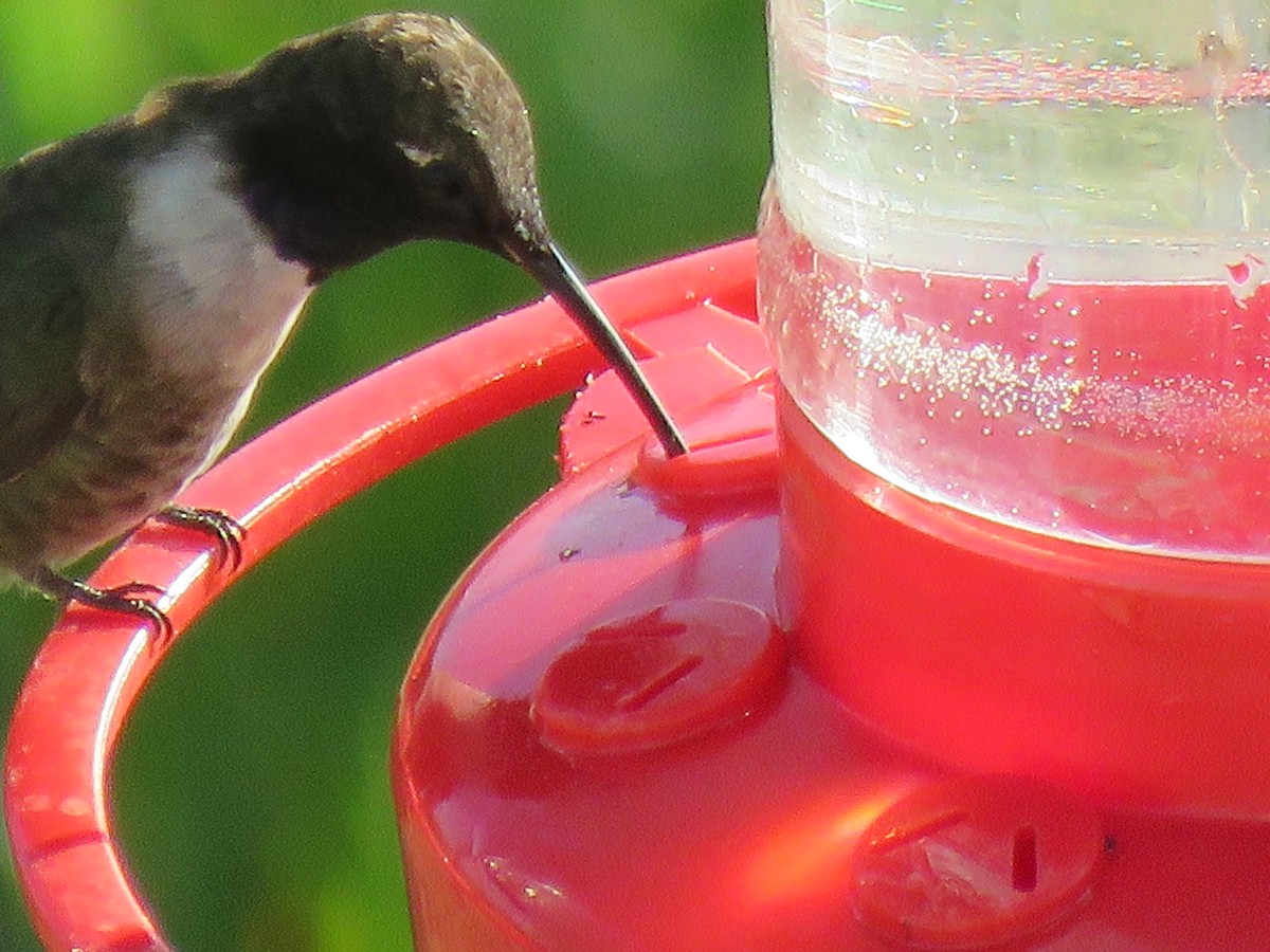 Black-chinned Hummingbird - ML323740121