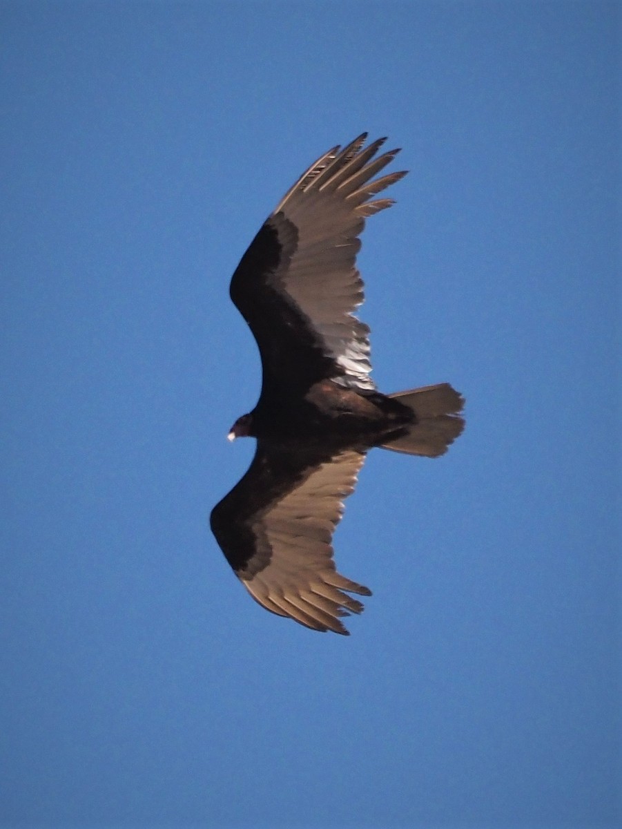 Turkey Vulture - ML323740971
