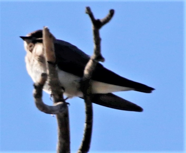 Northern Rough-winged Swallow - ML323743561
