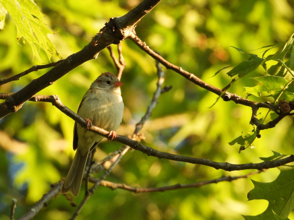 Field Sparrow - ML323745121