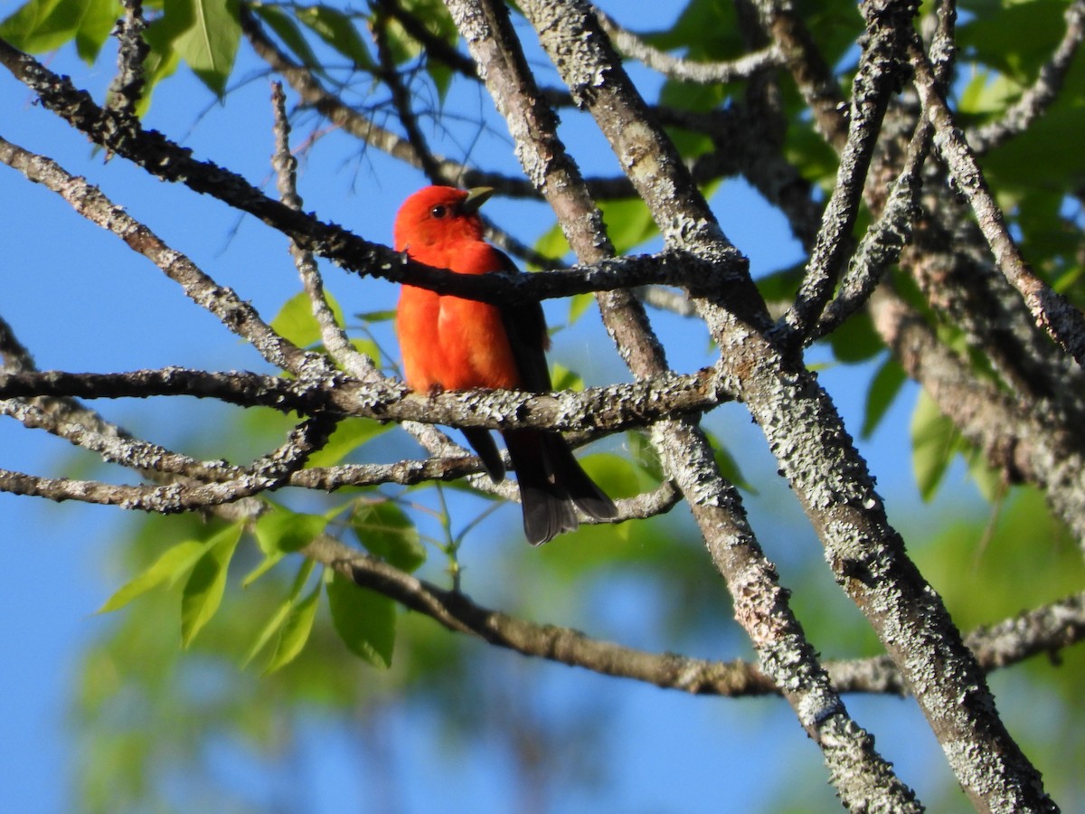 Scarlet Tanager - ML323747161