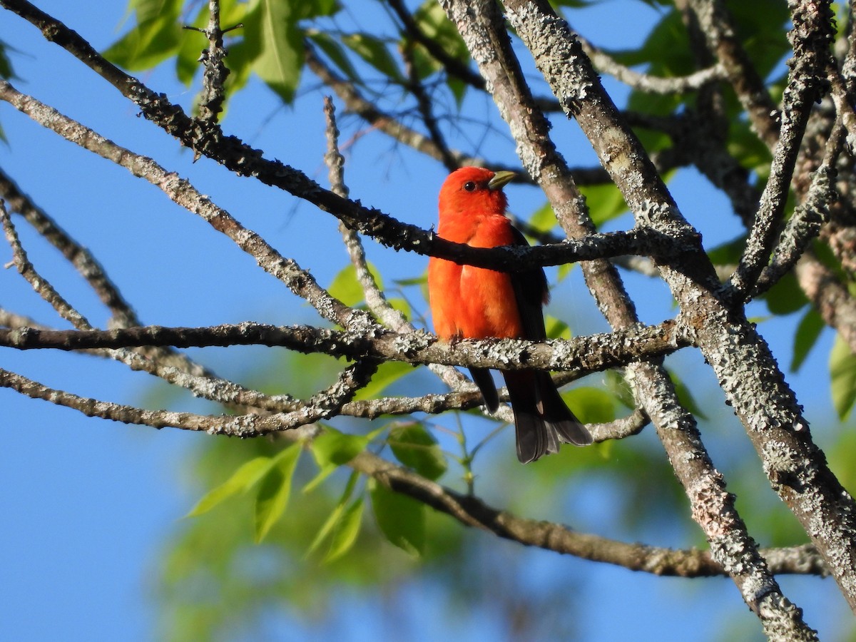 Scarlet Tanager - ML323747181