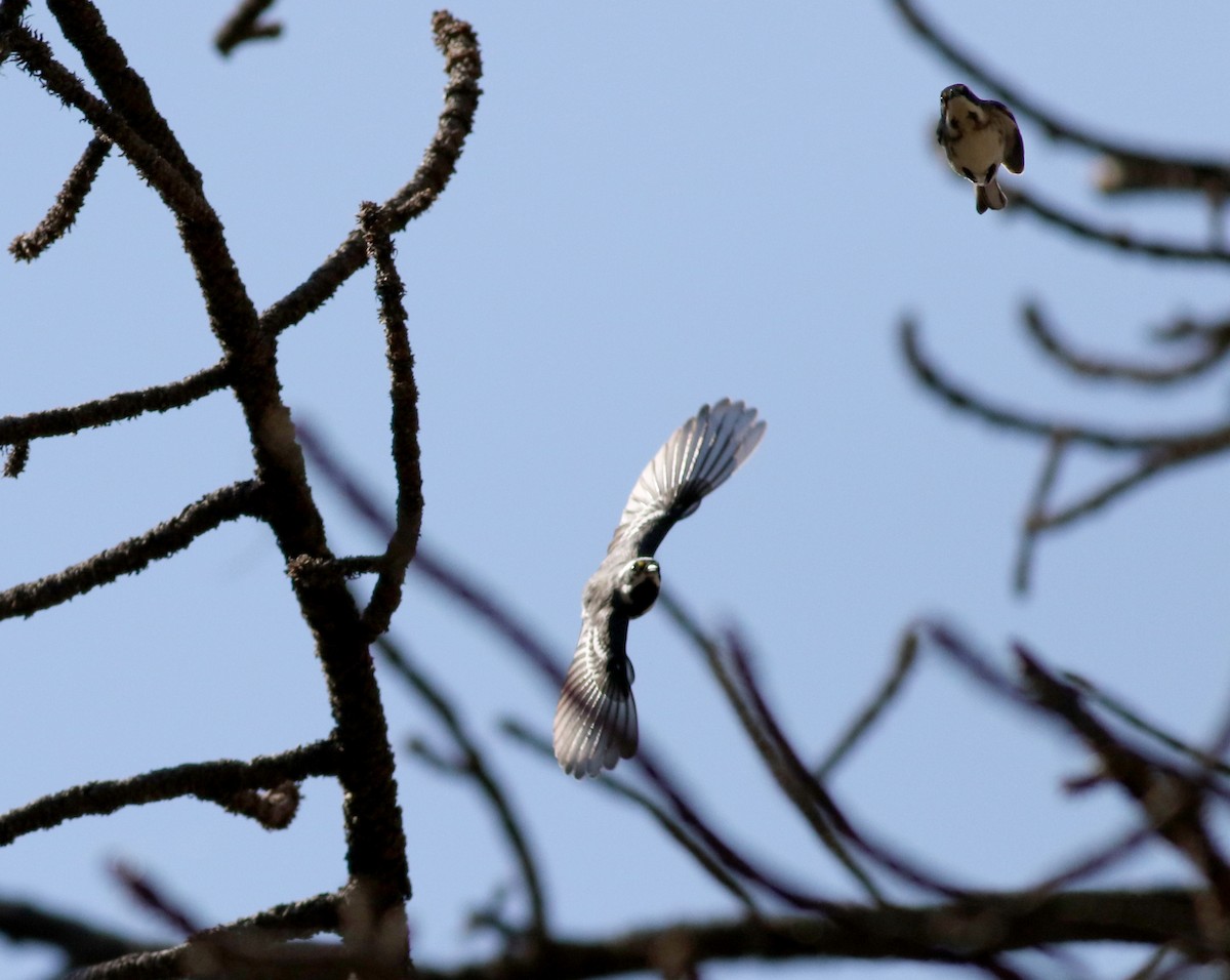 Black-throated Gray Warbler - Jay McGowan