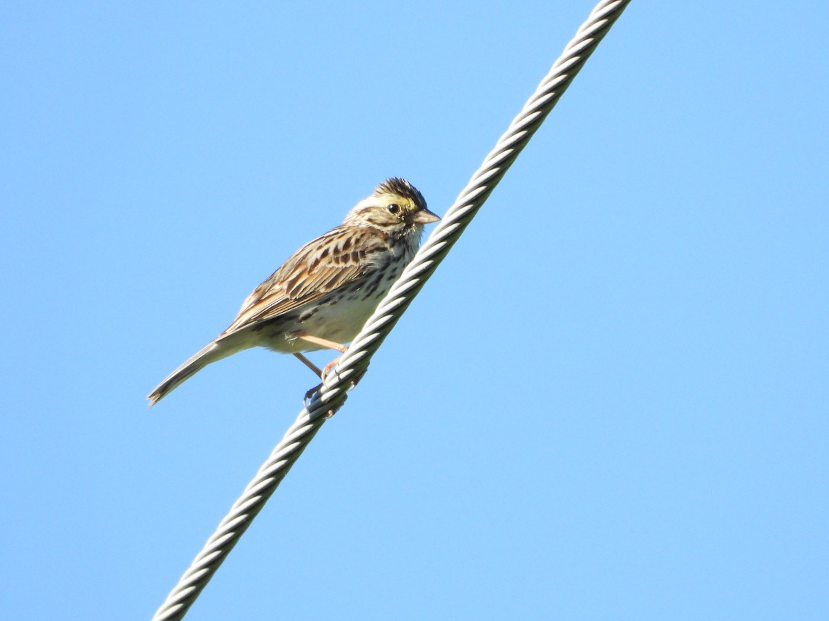 Savannah Sparrow - ML323747351