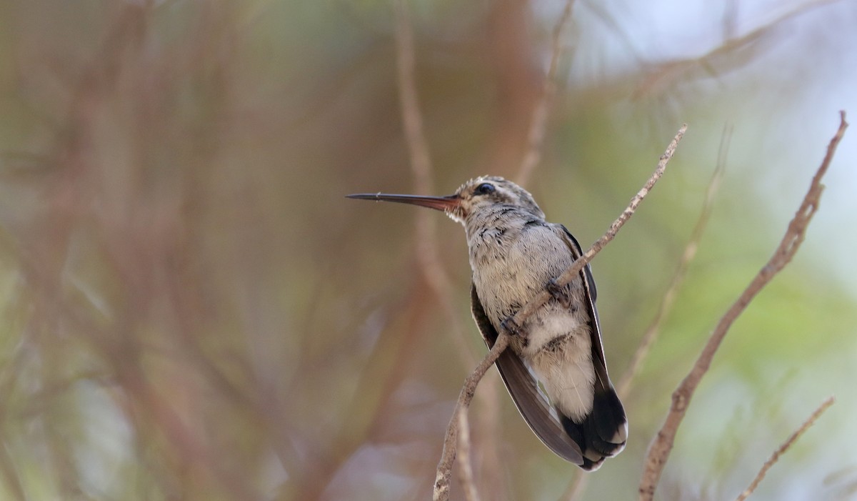 kolibřík širokozobý - ML32374781