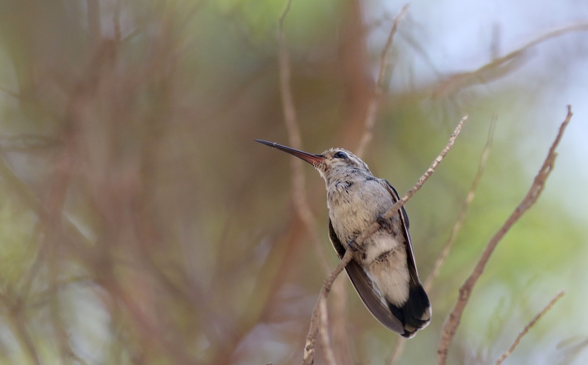 Broad-billed Hummingbird - Jay McGowan