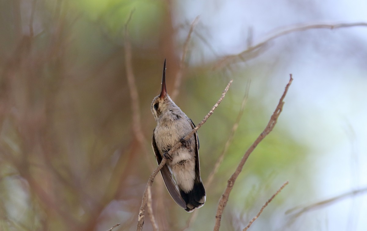 Broad-billed Hummingbird - ML32374801