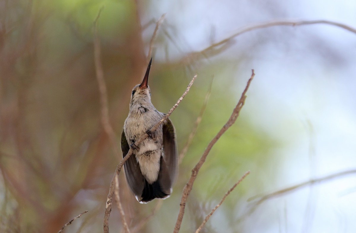kolibřík širokozobý - ML32374811