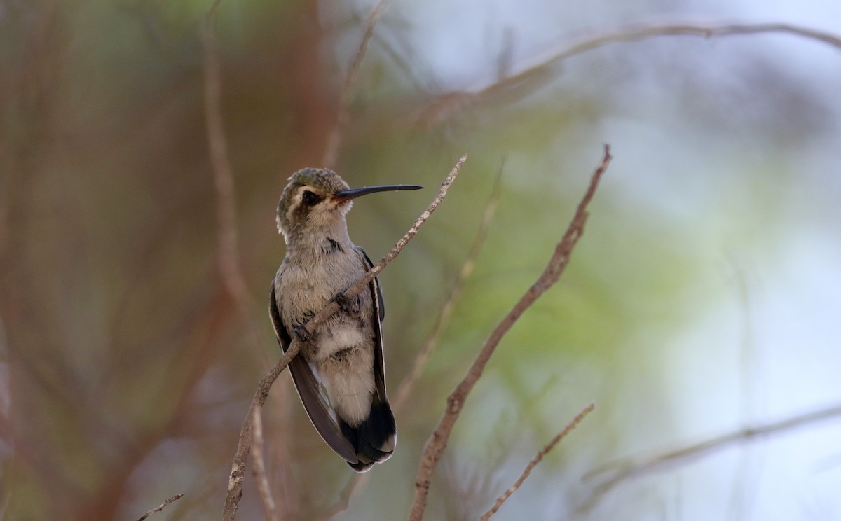 Broad-billed Hummingbird - Jay McGowan