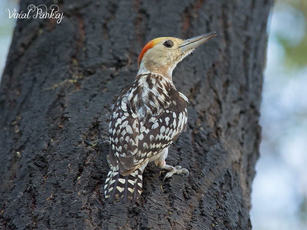 Yellow-crowned Woodpecker - ML323749181