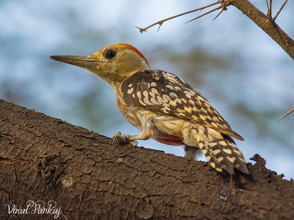 Yellow-crowned Woodpecker - ML323749231
