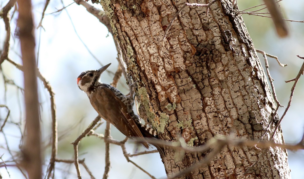 Arizona Woodpecker - ML32375001