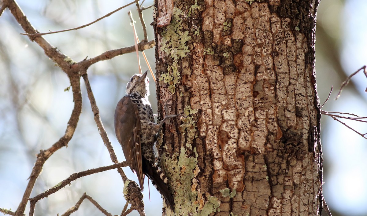 Arizona Woodpecker - ML32375101
