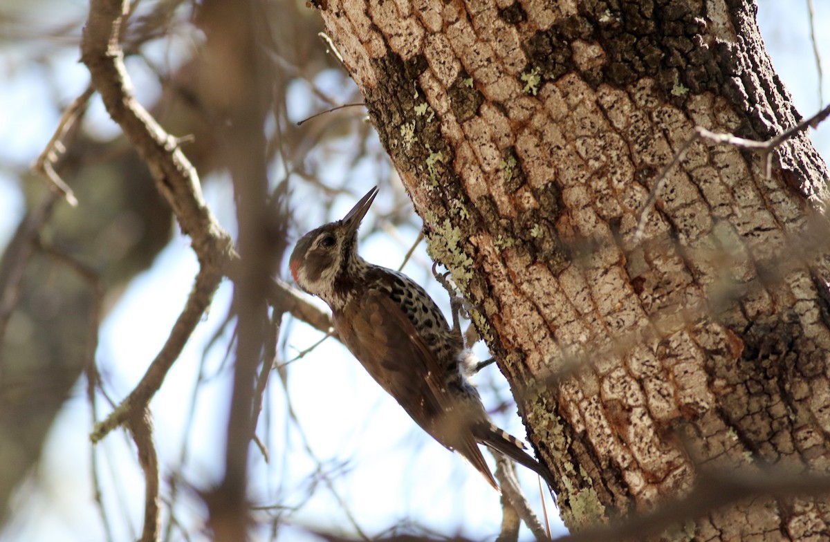 Arizona Woodpecker - ML32375111