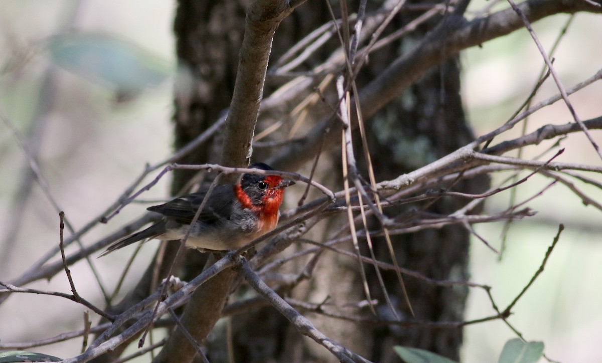Red-faced Warbler - Jay McGowan