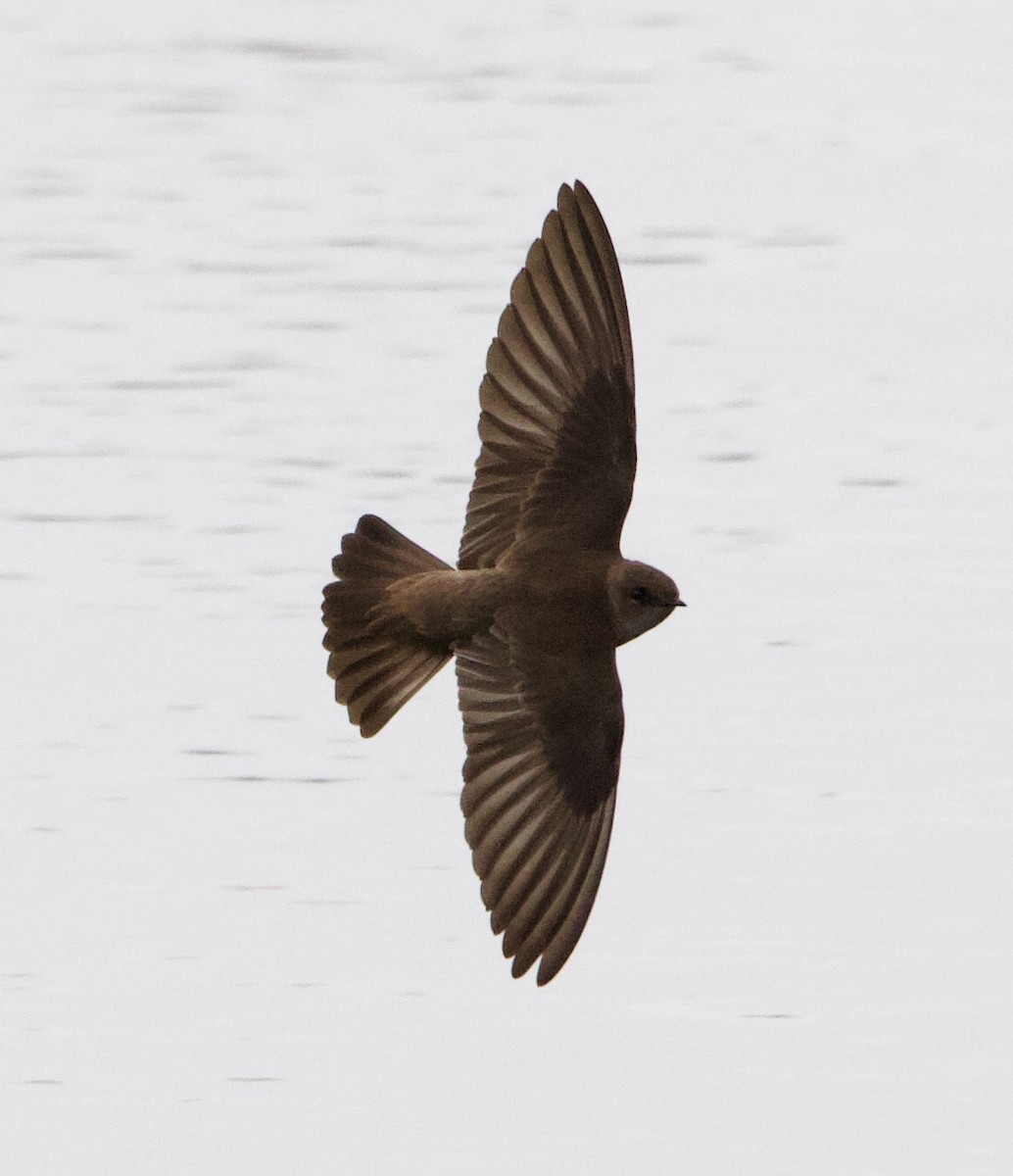 Northern Rough-winged Swallow - Liam Ragan