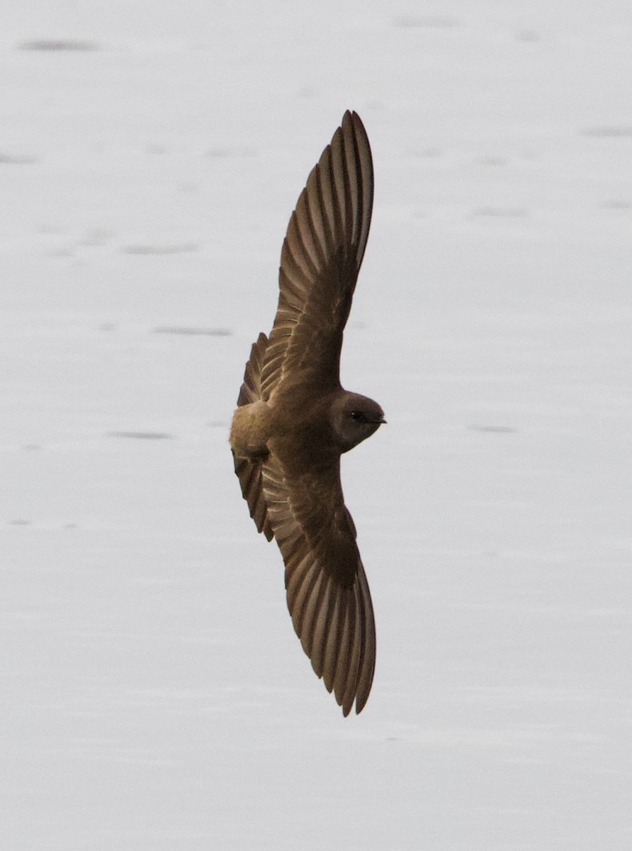 Northern Rough-winged Swallow - ML323756961