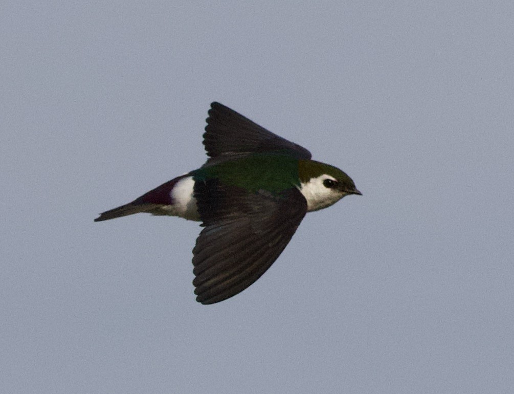 Violet-green Swallow - ML323756971
