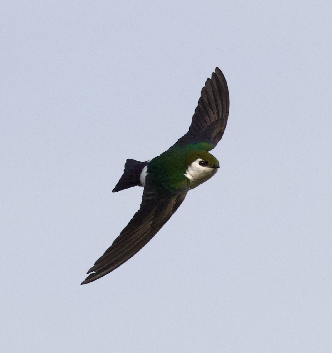 Violet-green Swallow - ML323756991