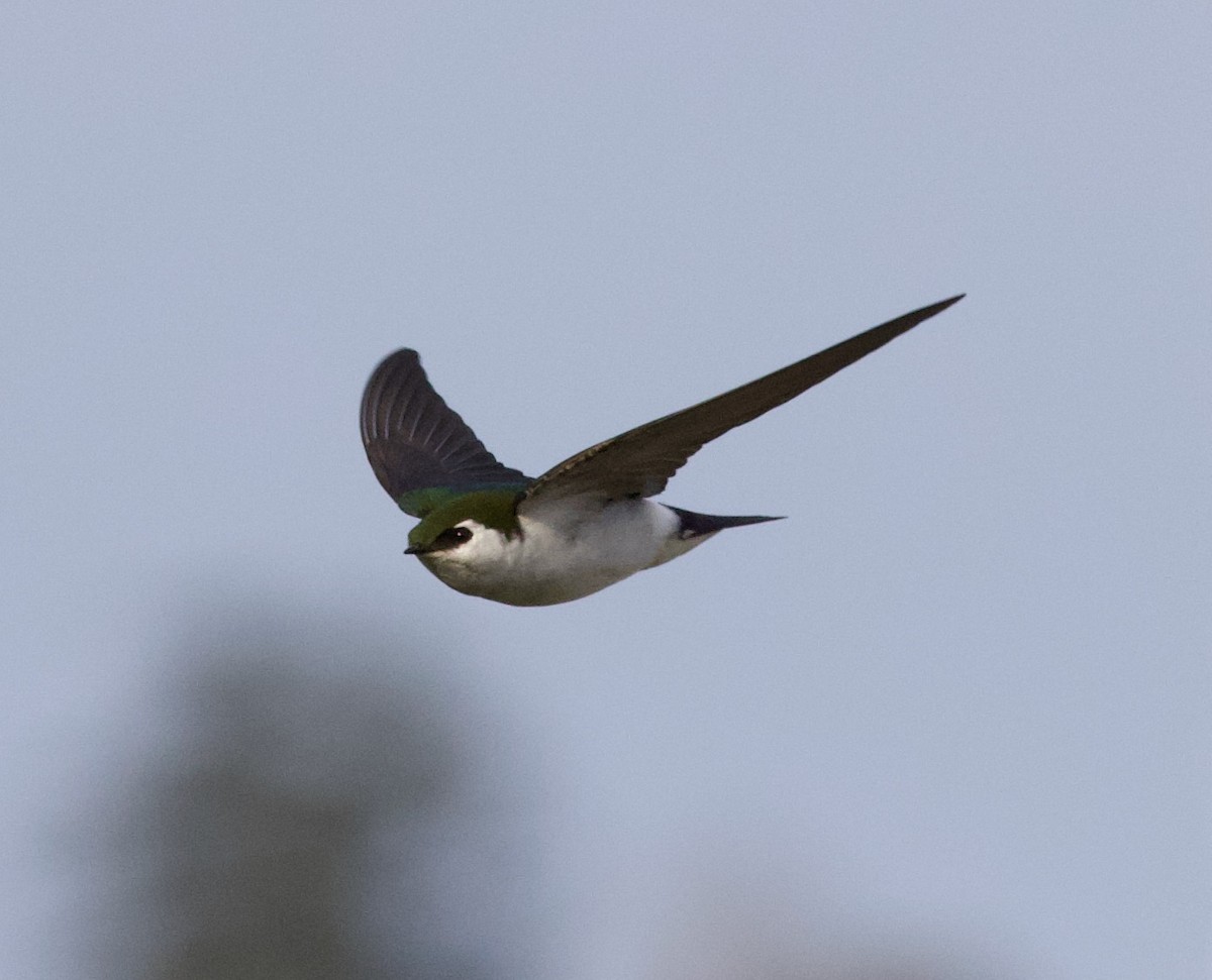 Violet-green Swallow - ML323757001