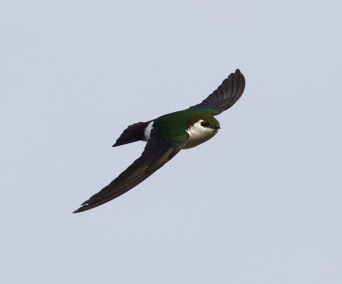 Violet-green Swallow - Liam Ragan