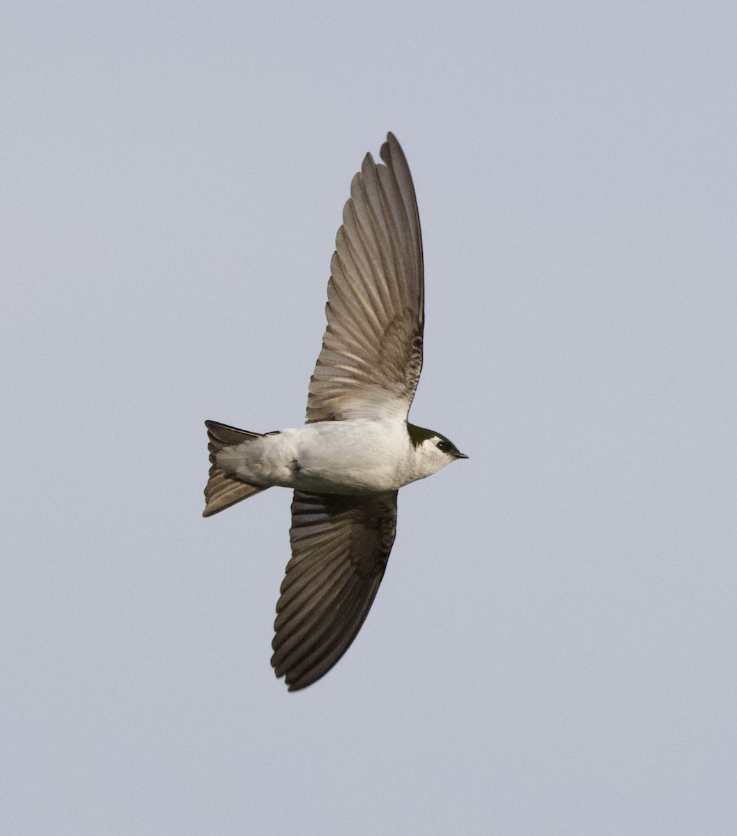 Violet-green Swallow - ML323757261