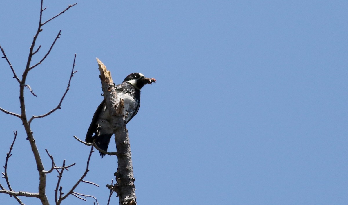 Acorn Woodpecker - ML32375951