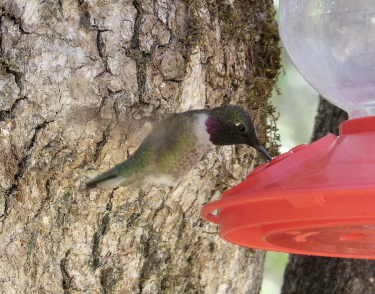 Black-chinned x Anna's Hummingbird (hybrid) - Howard Sands
