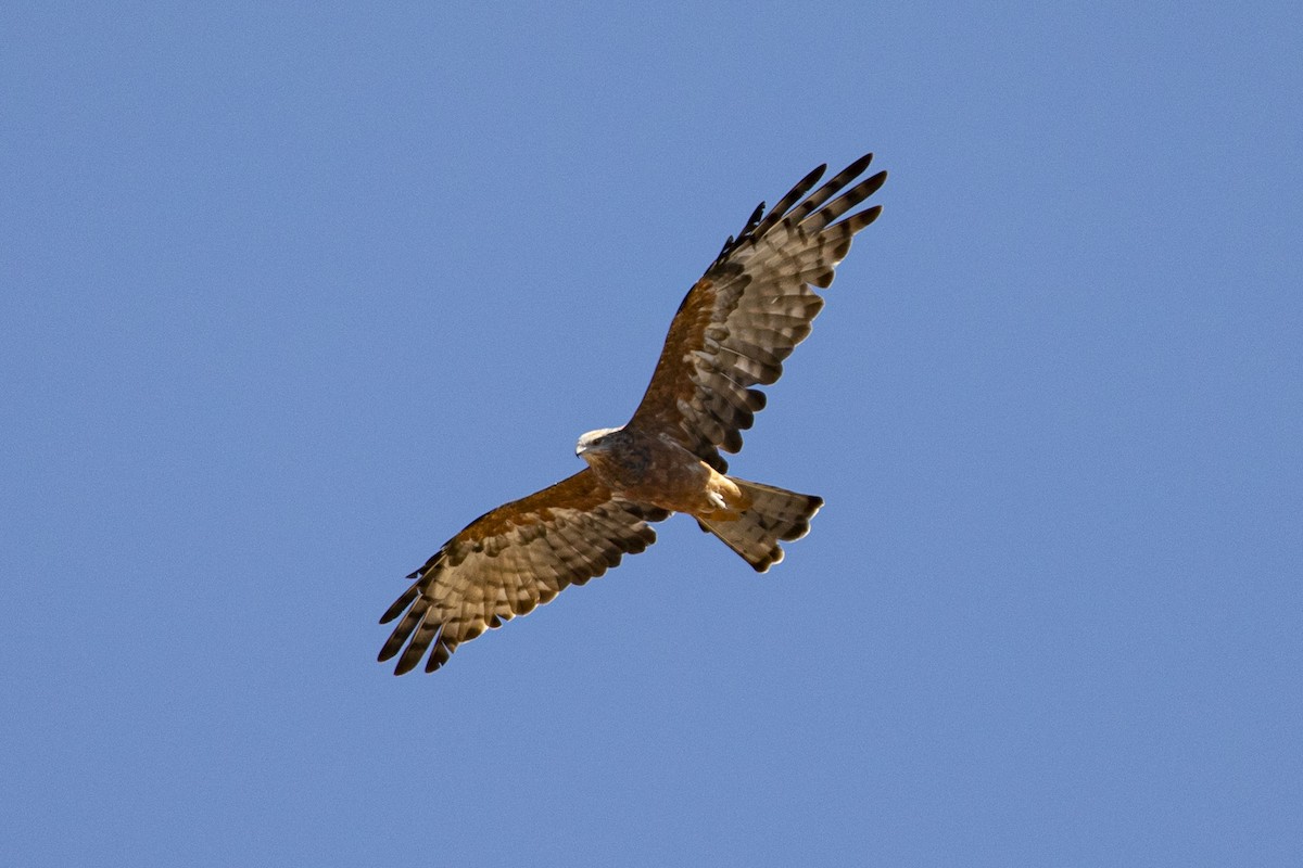 Square-tailed Kite - Isaac Clarey