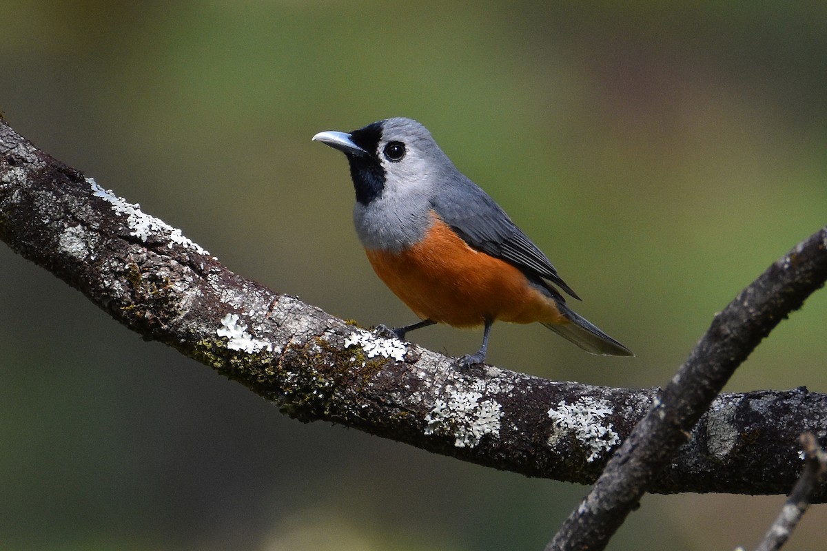 Black-faced Monarch - Chris Chafer