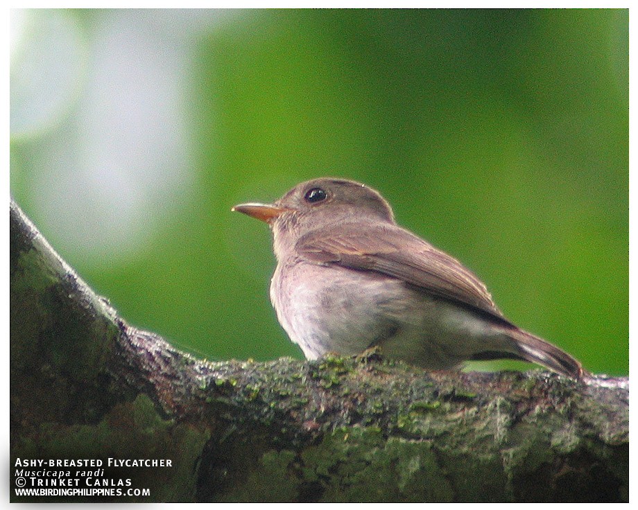 Ashy-breasted Flycatcher - Adrian Constantino