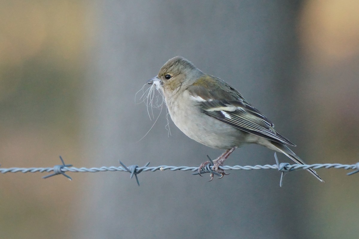 Common Chaffinch - Miguel Rouco
