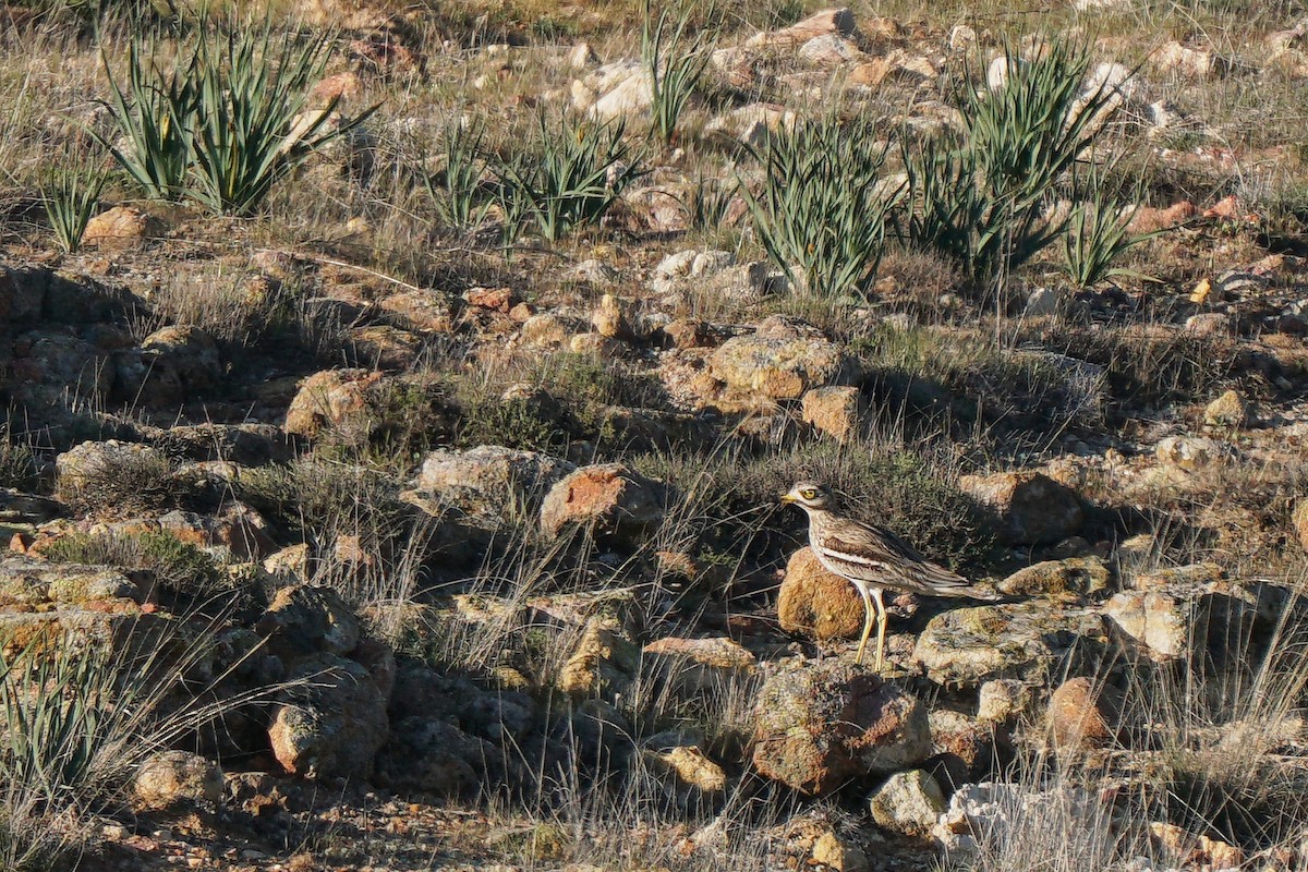 Eurasian Thick-knee - Miguel Rouco