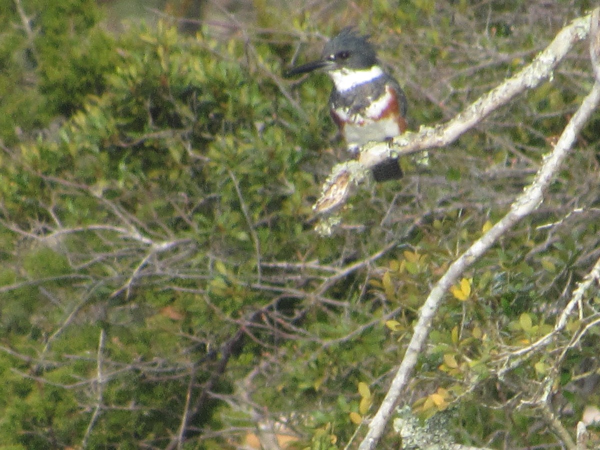 Belted Kingfisher - ML323771281