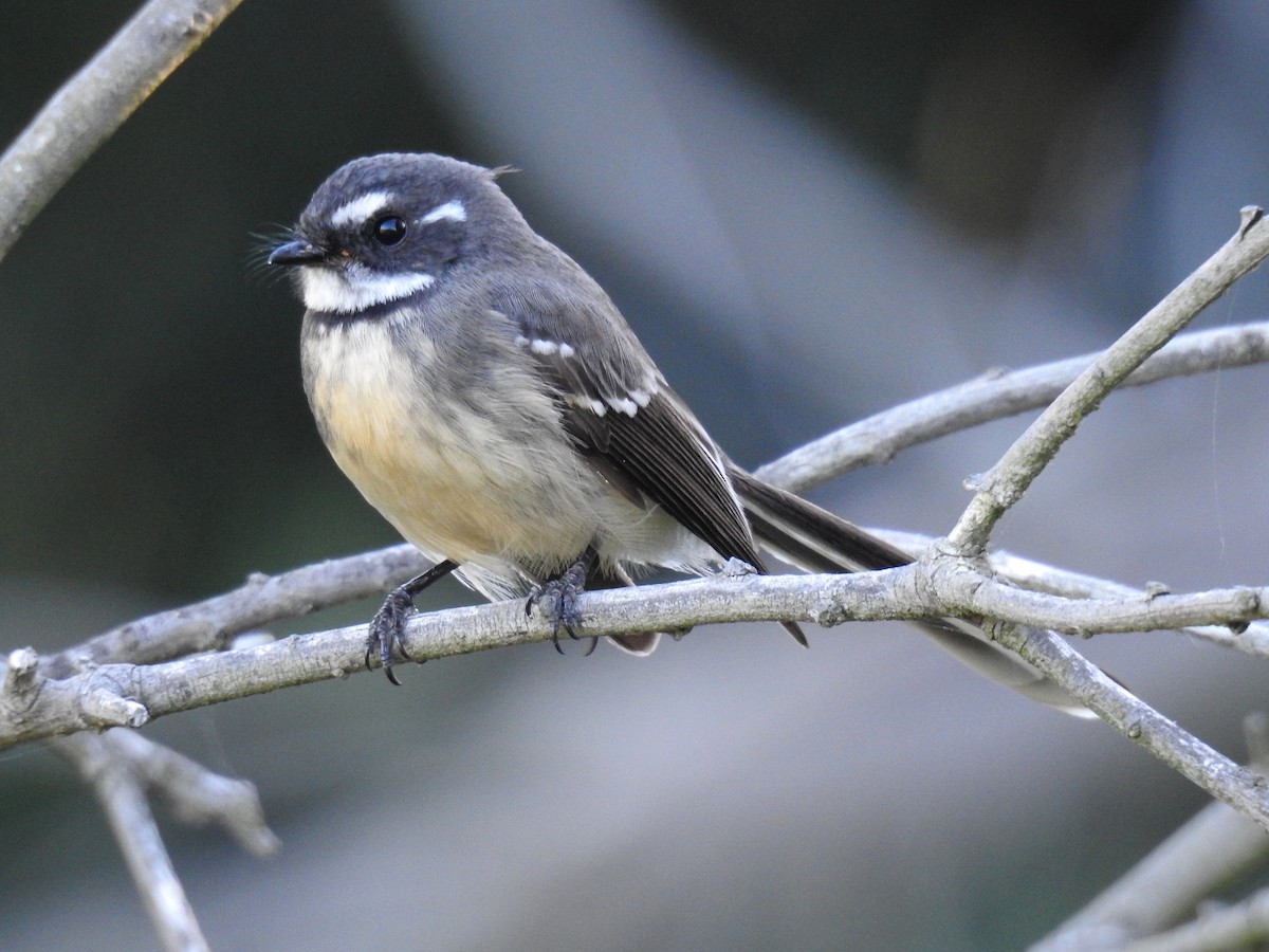 Gray Fantail - Tim Tucey