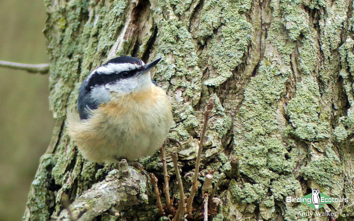 Red-breasted Nuthatch - Andy Walker - Birding Ecotours