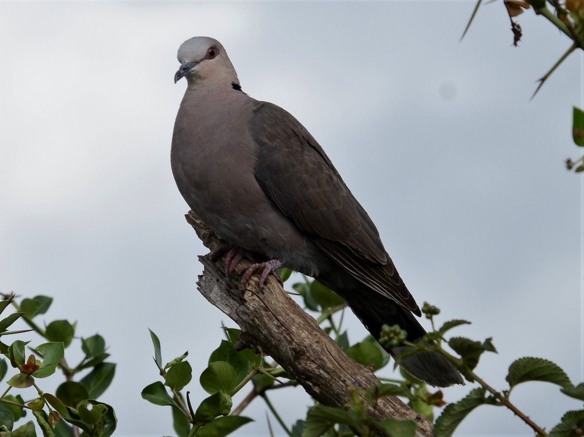 Red-eyed Dove - ML323775711