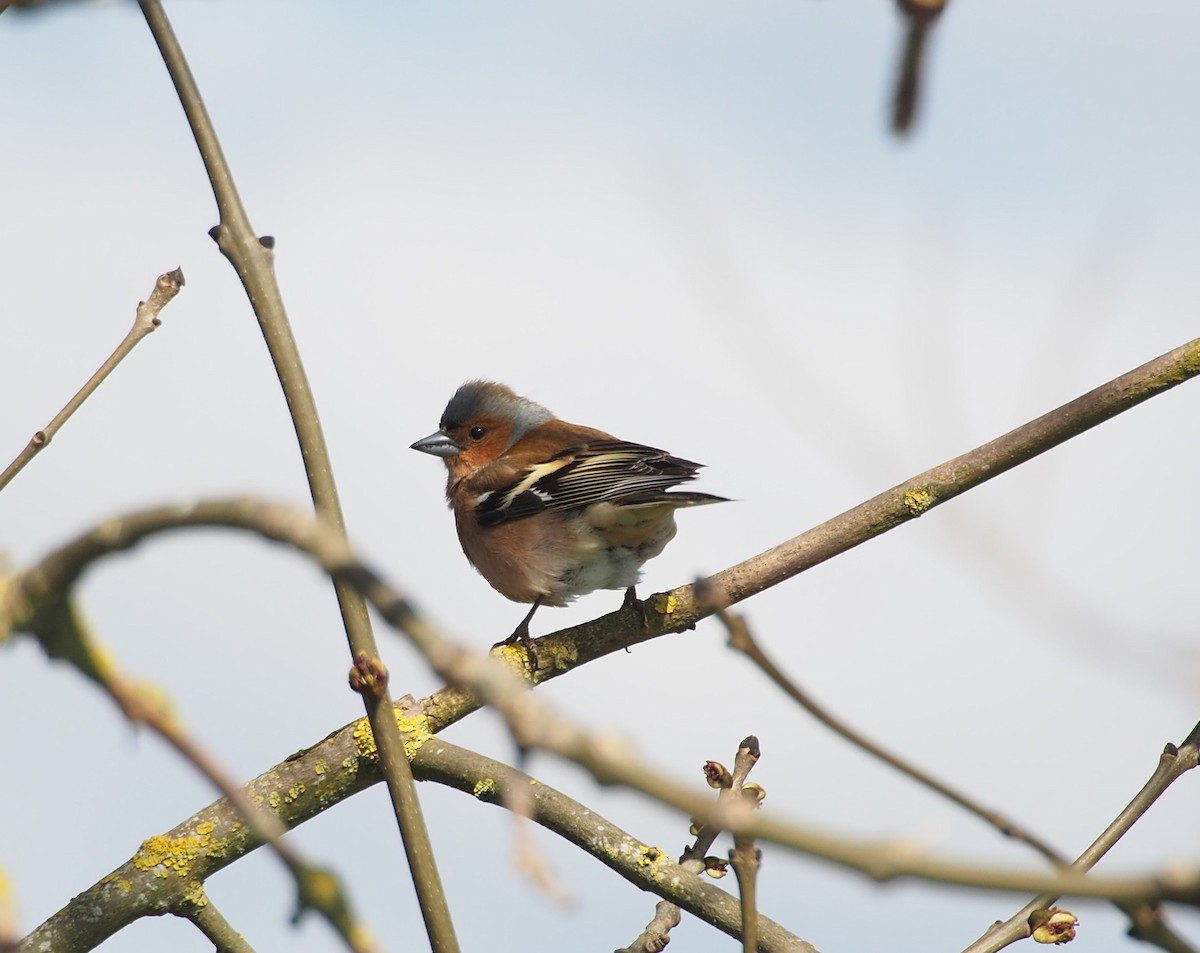Common Chaffinch - Axel Kirby