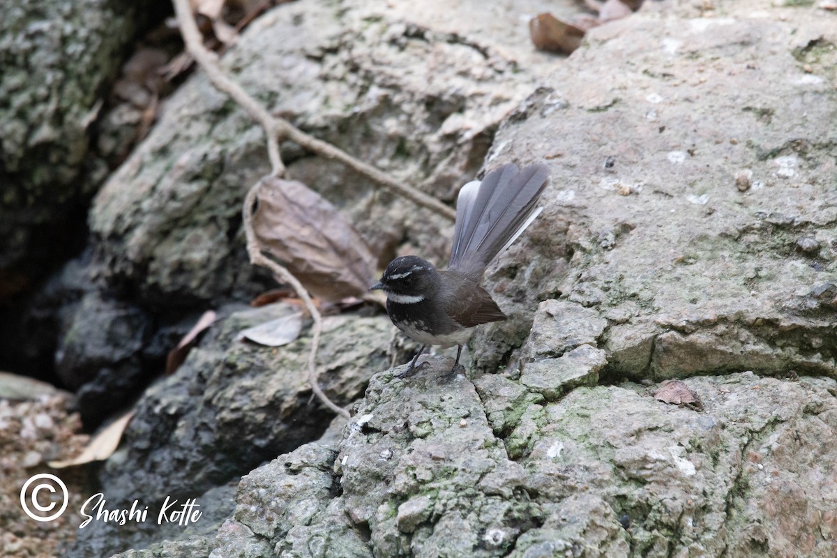 Spot-breasted Fantail - Shashi Kotte