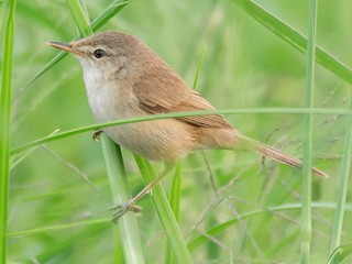 コバネヨシキリ - eBird