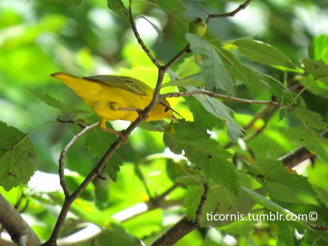 Yellow Warbler - Rafael Campos-Ramírez