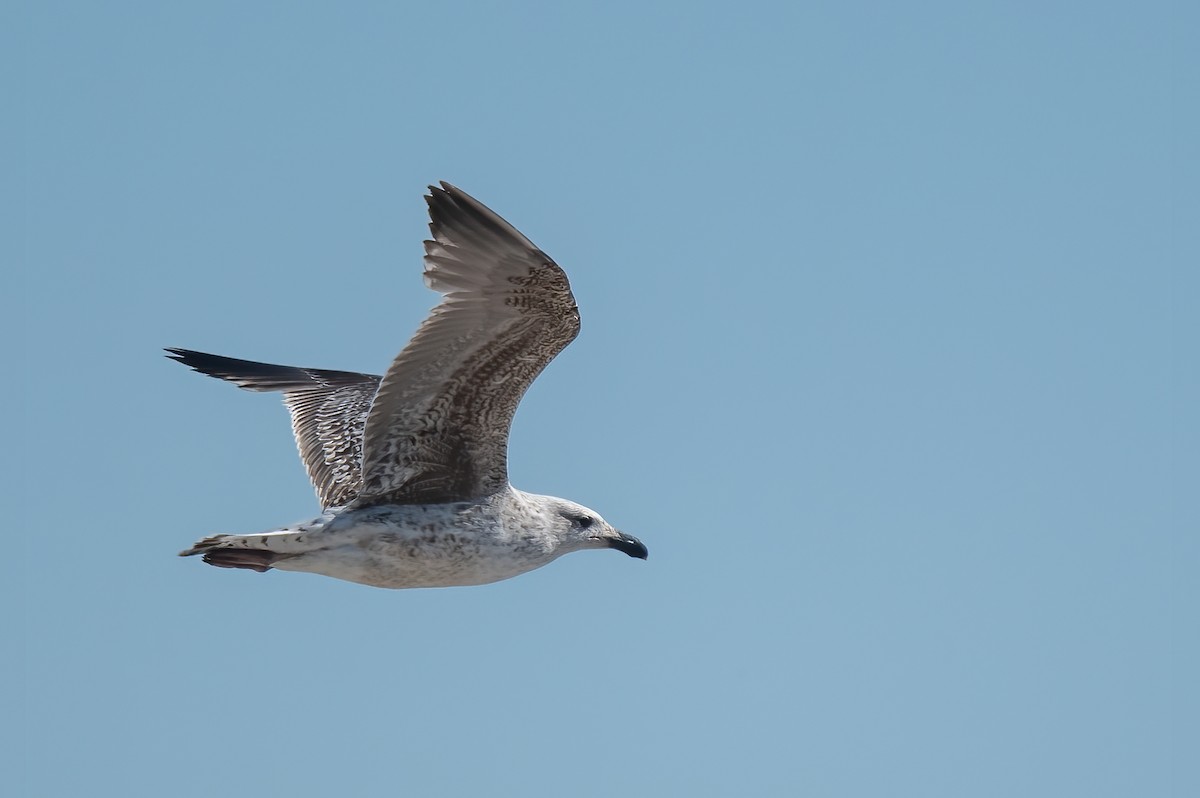 Great Black-backed Gull - Anne-Marie Dufour
