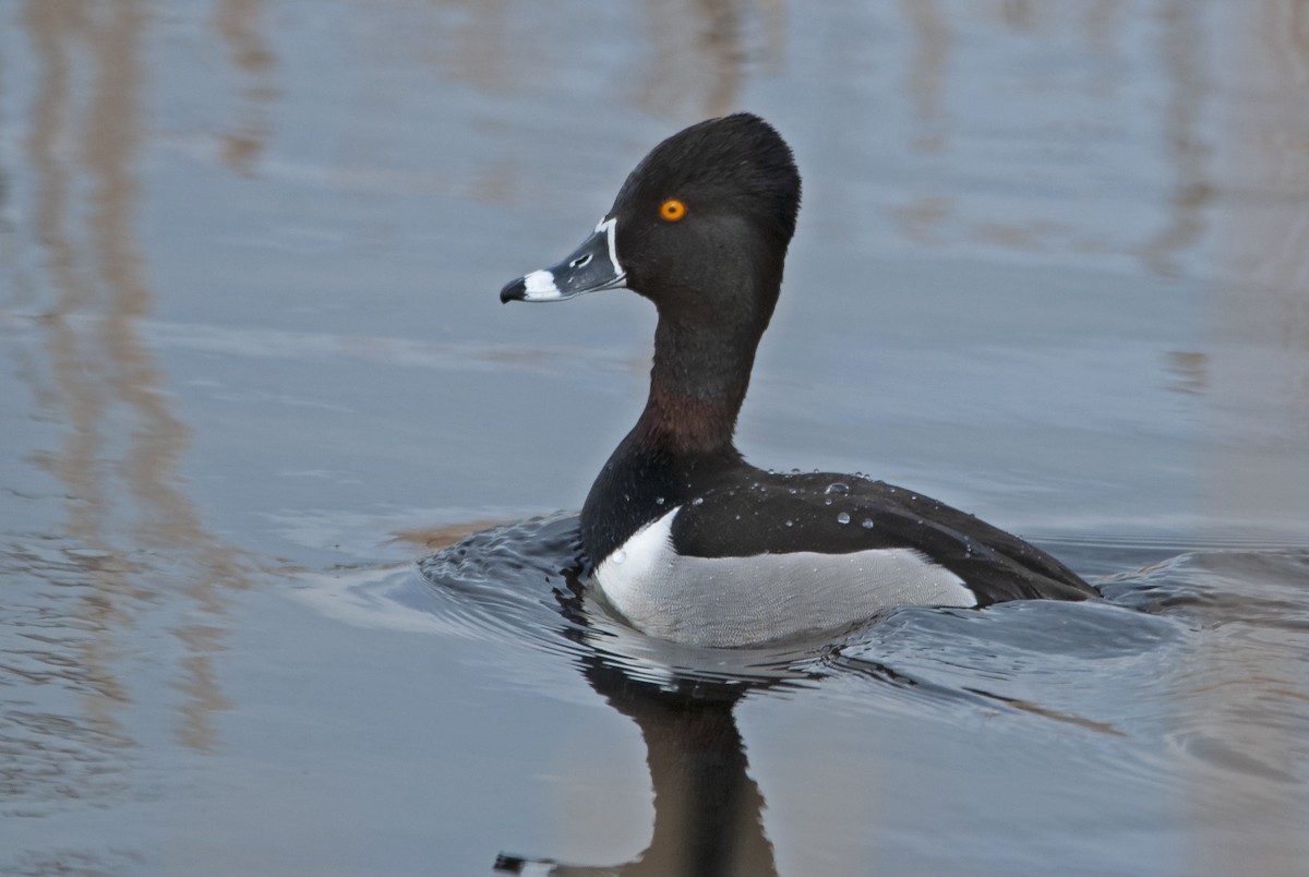 Ring-necked Duck - ML323792461