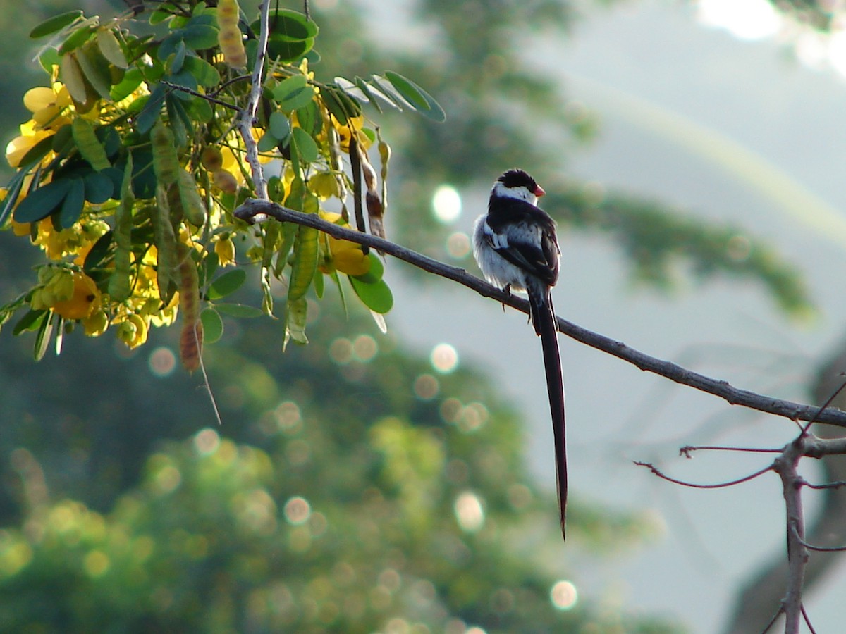 Pin-tailed Whydah - Seth Nehrbass