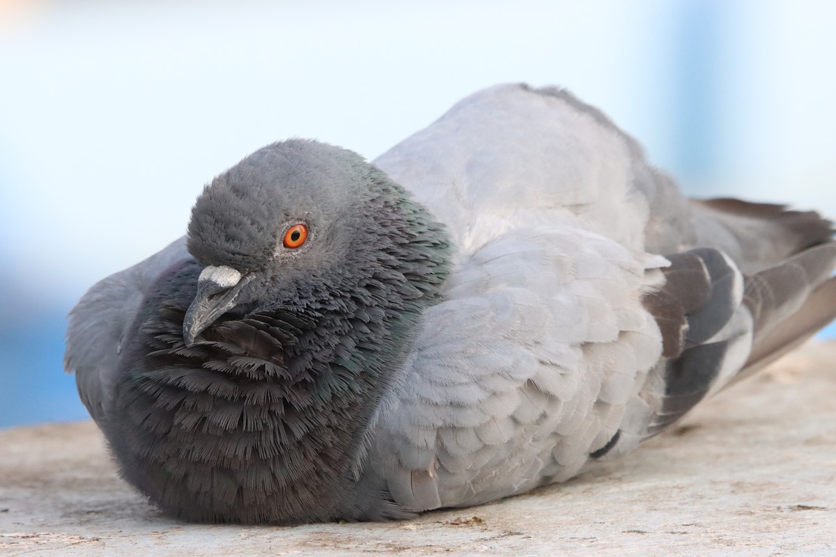 Rock Pigeon (Feral Pigeon) - ML323802171