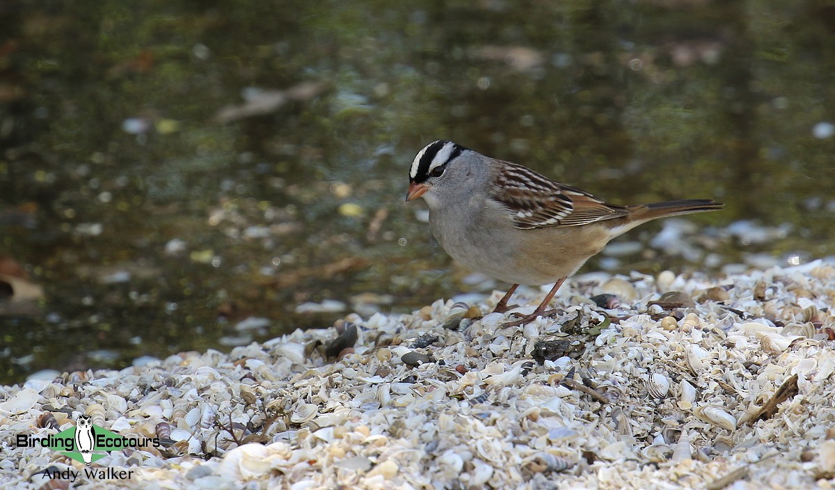White-crowned Sparrow - Andy Walker - Birding Ecotours