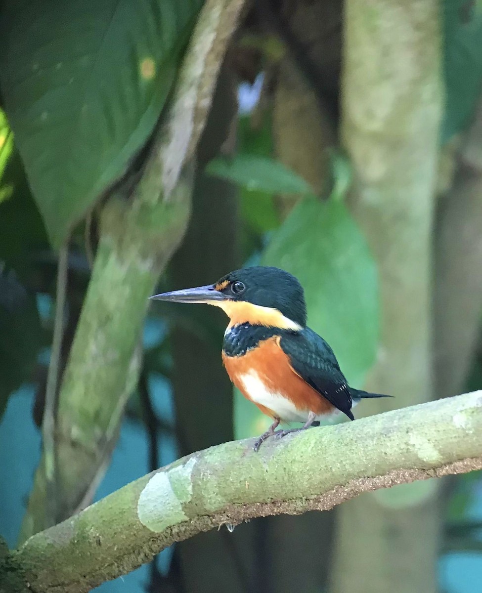 American Pygmy Kingfisher - Abelardo Benavides Murillo