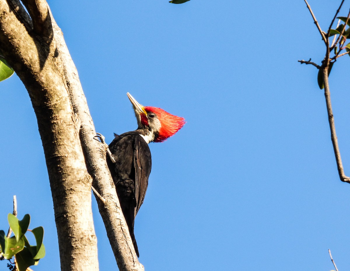 Black-bodied Woodpecker - Paula Parola