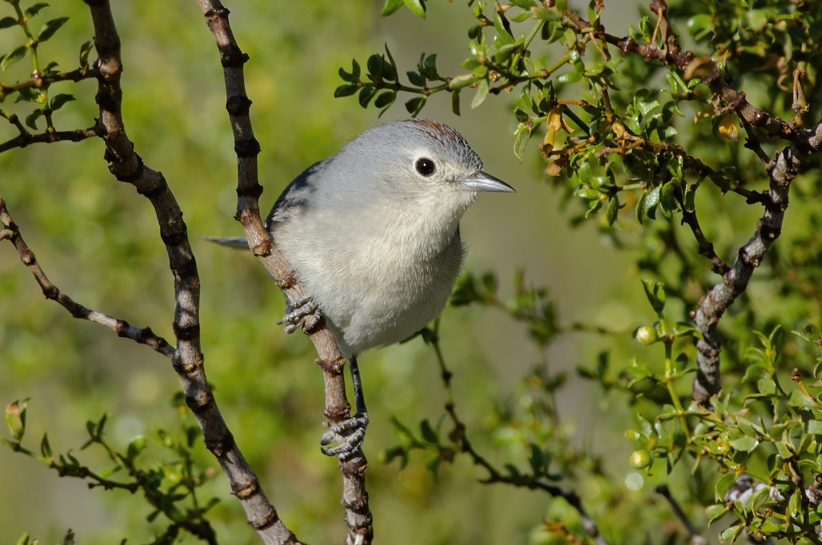 Lucy's Warbler - ML323812541