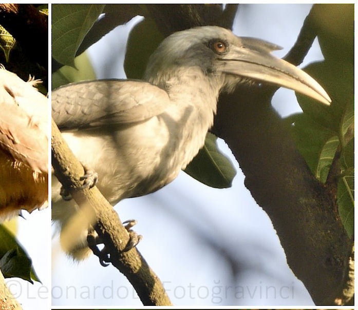 Indian Gray Hornbill - Leonard Rebello